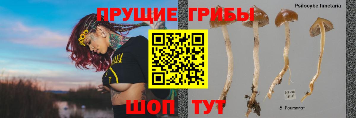 Псилоцибиновые грибы MAGIC MUSHROOMS  Вход с VPN  купить наркоту  Муром 